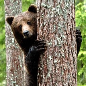 Björn rovdjur skådning skog hållbarhet