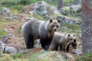 Bear cubs family adventure sweden nature attraction experience äventyr björnskådning