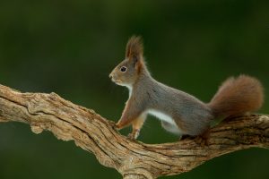 Squirrel in a tree