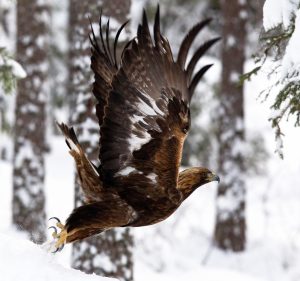 Kungsörn örn rovfågel fågelskådning ornitolog fågel flygande skog vinter