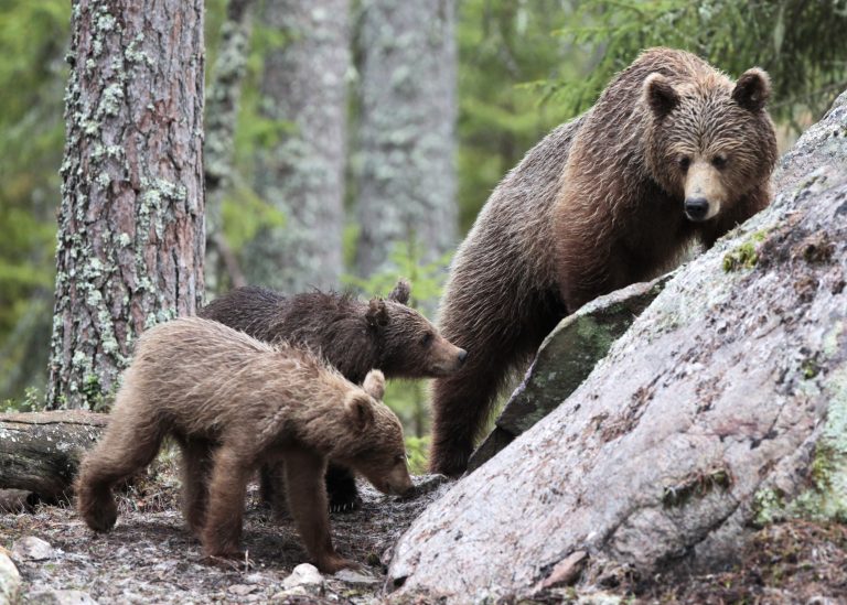 Björn björnungar skog natur upplevelse Gästrikland Järbo vilt