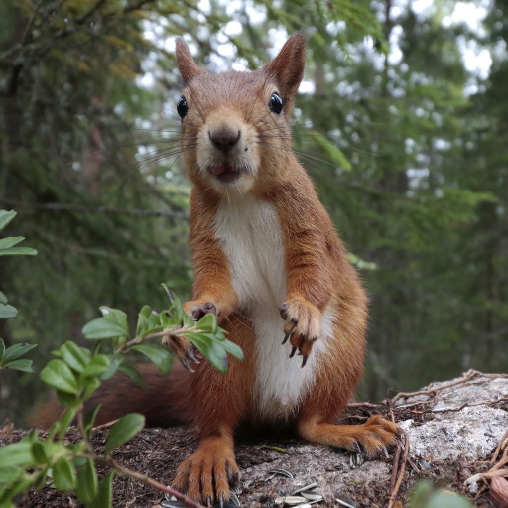 Ekorre squirrel wildlife watching eco tourism nature sweden sandviken wildlife