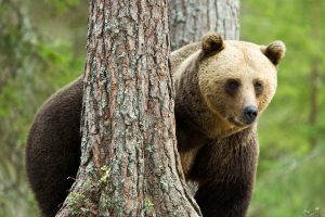 Bear watching björnskådning björnsafari natur nature tourism sweden sverige