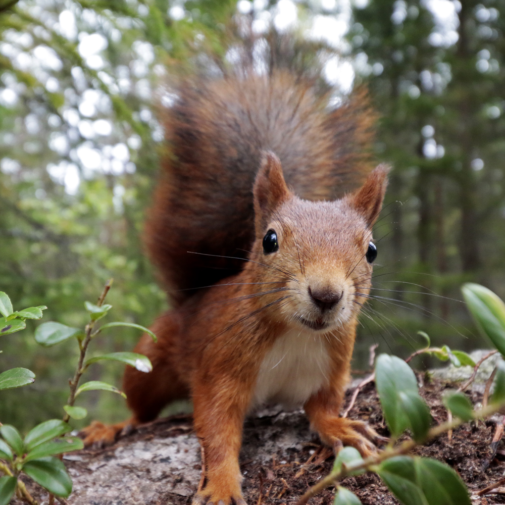 Ekorre squirrel wildlife watching