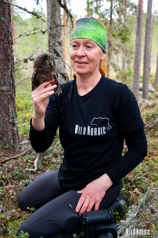 Owl uggla pärluggla wildlife sweden Wennerqvist